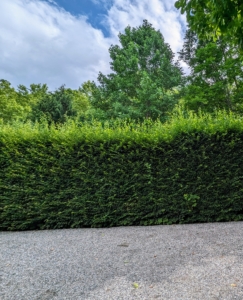 Another view of the same long hedge behind my home shows the new growth on top.