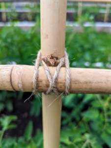 Horizontal bamboo canes are also secured across all the bamboo uprights. Twine is used at each joint. Securing the tomato plants is a time consuming process, but very crucial to good plant growth and performance.