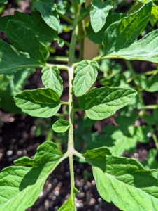 Tomato leaves have serrated, or wavy and pointed, edging along the entire perimeter. Tomato leaves are compound with multiple leaflets growing along a common stem, called a rachis. These leaves are also slightly fuzzy to the touch, which is caused by the trichomes, or multi-cellular hairs, on the plant.