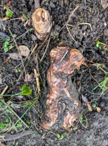 One of the most interesting characteristics of the bald cypress is its knees. Known by the scientific name pneumatophores, these growths are specialized root structures that grow vertically above the moist soil near the tree. It is believed that these structures aid the oxygen and carbon dioxide exchange in the roots. Looking carefully at the ground, one can see many of these unique knees.