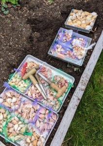 Garlic is planted in the fall. The next several photos are from a sunny, mild October day of last year. I’ve been planting Keene Garlic for quite some time, and am always so pleased with their growth and taste.