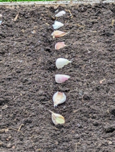 it is also important to give each clove enough room to grow and develop. These are at least two to three inches from each other.