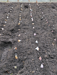 The majority of garlic in the US is planted from mid-October through November before the ground freezes. When planting multiple rows of garlic, the rows are at least one-foot apart.