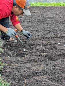 After each clove is pushed into its hole, it is gently backfilled. If the soil is well cultivated, this is a quick and easy planting task.