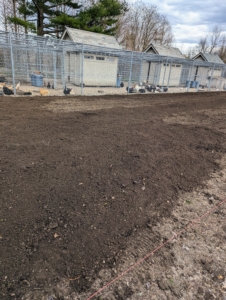 Once the ground was warm enough, the entire enclosure was cleared, cleaned, rototilled, and fed.