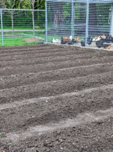 After all the beds were completed, it was time to plant the flowers, which were started from seed in my greenhouse.