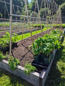 We planted our tomatoes at the very end of May. Some I got from a friend, some came from Bonnie Plants, one of my longtime trusted vendors, and some were planted from seed in my greenhouse. Tomatoes grow best when the daytime temperature is between 65 and 85 degrees Fahrenheit. They stop growing above 95 degrees Fahrenheit. Tomatoes also need full sun and warm, well-drained soil.