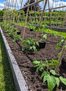 My tomato plants are always planted deeply. Doing this helps the plant to develop more roots, and more roots mean more ability to take up water and nutrients. The stronger root system also helps the plant better survive the hot weather. This applies to tomatoes planted in the ground, in a raised bed or in a container.