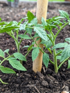 Two tomato plants are placed next to each upright stake. With nutrient rich soil and warm days they grow pretty quickly.