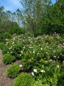 Just a few weeks ago, this garden looked like this - full of fragrant blooms. I planted more than 120 roses in this space and they're all doing very well because of the nutritious soil and diligent maintenance.