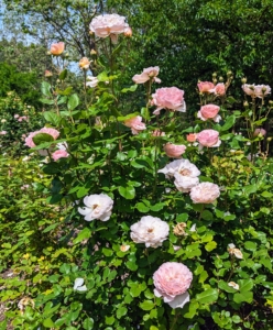 Here, I have floribunda roses, hybrid tea roses, and shrub roses - mostly all soft creamy pink to lavender and yellow colors.