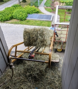 Once collected from the fields, the bales are brought to my stable hayloft and stacked.