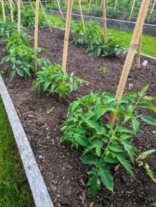 Here they are just a couple weeks after planting - already looking so robust. In all, I have a 120-tomato plants this year.