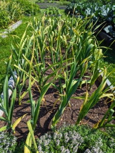 By early July, all the scapes are gone and the stems continue to brown.