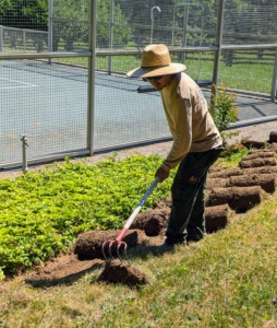 Recently, I instructed my gardeners and outdoor grounds crew to plant more white hydrangeas around the entire court. Here, my foreman Chhiring Sherpa removes the sod from the areas to be planted.