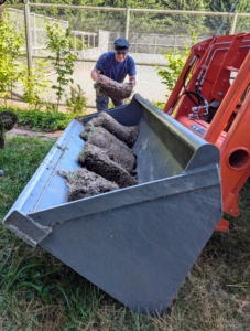 Cesar carefully loads the bucket of our tractor with sod, which is always repurposed elsewhere on the farm when possible.