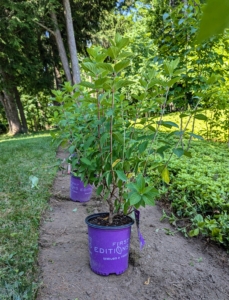 I also added a selection of First Editions Diamond Rouge hydrangeas, Hydrangea paniculata 'Rendia', which is a small, bushy, deciduous shrub that produces large, rounded flower heads that change color over the season - creamy white in summer, changing to pink later in the season, and then wine red in fall.