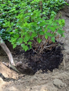 The hole is backfilled with the existing soil as well as new composted soil made right here at my farm.