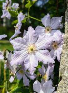 The standard clematis flower has six or seven petals, measuring five to six inches across. Colors range from light lavender to deep purple, white to wine red, and even a few in yellow.