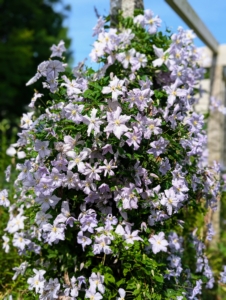 There are several different varieties of clematis planted along my winding pergola that extends from the carriage road in front of my flower cutting garden all the way to the west end of my soccer field. Each pair of posts supports the same variety and every year around this time, they stand out in all their gorgeous colors.