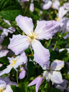 As a perennial, clematis are vigorous vines that return yearly and are hardy in USDA zones 3 to 9.