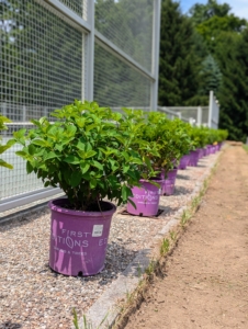 These are Little Hottie® Panicle Hydrangeas from First Editions. They are compact, mid-sized white hydrangeas with large, full flower heads that bloom from the bottom to the top of the plant.