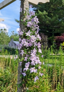 The timing and location of clematis flowers varies – spring blooming clematis flower on side shoots of the old season’s stems. Summer and fall blooming vines flower on the ends of only new stems.