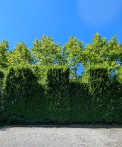 This tall hornbeam hedge grows along one side of the parking lot directly in front of my main greenhouse. It is quite pretty here but serves primarily as a privacy and noise barrier from the road. It is ready for its pruning. Carpinus betulus is a hornbeam native to Western Asia and central, eastern and southern Europe, including southern England.