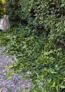 And look at all the cut leaves - these are raked up as they work, so cleanup is easier at the very end.