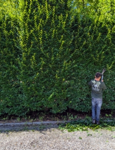 It is also more exact, and that’s important when sculpting formal hedges.