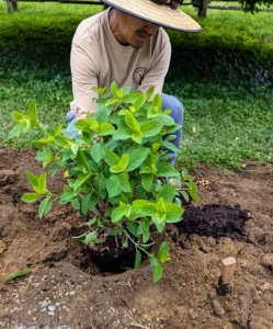 And then Chhiring plants the hydrangea similar to the way it was planted in the pot. Hydrangeas have shallow root systems that spread out broadly near the surface of the soil. Planting them too deep can bury the stems, which can promote root rot.