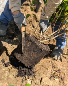 Chhiring scarifies the root ball to stimulate growth.