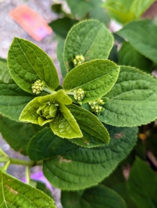 The flowers start out lime green, then turn white in the summer and eventually to an antique white in the fall.