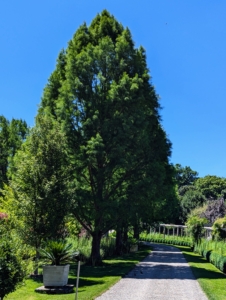 Here's another view of the handsome stand of bald cypress. All my gardens continue to be works in progress. Every year, they grow more beautiful and more lush.