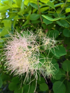 The name “smoke bush” comes from the billowy hairs attached to the flower clusters which remain in place through the summer, turning a smoky pink to purplish-pink as the weeks progress.