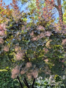 Cotinus prefer full sun and well-draining soil, but some varieties can tolerate dappled shade. Growth rates also vary, but fast-growing varieties can add three to five feet per year.