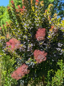In colder climates, where winter winds can damage the plants, it’s also a good idea to plant smoke bushes where they can be protected. When grouping plants, they should be well spaced to give them enough room to grow.