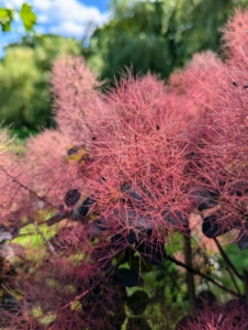 I hope this inspires you to add a smoke bush in your garden – it is easy to care for and provides so much natural beauty in return.