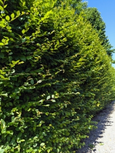 This hedge is behind my Winter House and Summer House. It, too, has grown quite a bit over the months. Because hornbeams grow so quickly, it is important to trim and sculpt them regularly. We do this task every year around this time.