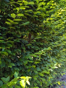 All of the hornbeams are planted in a very straight line just a couple feet apart. The sturdy branches grow outward and slightly upward.