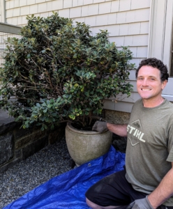 One of the many tasks on our long garden "to do" list is to repot this Pittosporum. The plant is top-heavy and may fall over easily, so it is important to re-home it before the pot and the plant are damaged.