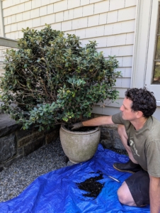 Ryan removes some of the soil from the top of the root ball.