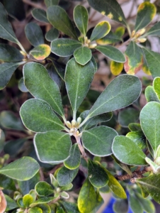 Pittosporum is a tough evergreen tree in the family Pittosporaceae. It is sometimes also known as sweet pittosporum, native daphne, Australian cheesewood, Victorian box or mock orange.