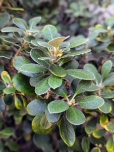 Pittosporum has woody stems that average about eight to 12 inches in length branched with several laterals and filled with densely compacted green leaves.