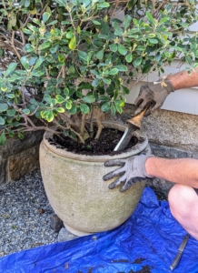 He uses a Hori Hori to carefully go around the inside edge of the pot to loosen the root ball.