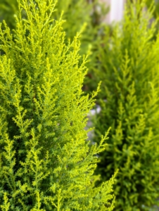 Lemon cypress has a narrow, columnar habit and needled evergreen foliage. It does best in direct light, so when selecting plants to display together, consider the plants' light requirements and group those with similar needs together.