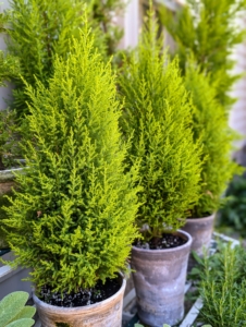These are potted lemon cypress, Cupressus macrocarpa. The lemony fragrance and golden yellowy chartreuse color make it a lovely choice for display - and using multiples of the same plant is even prettier.