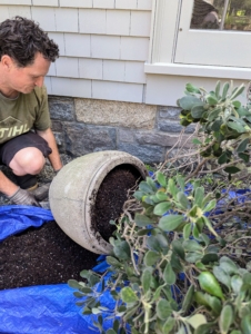 Next, the pot and plant are carefully turned sideways. Notice, Ryan works on a tarp to collect any soil or debris. This makes the entire job much easier to clean up afterward.