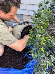 Ryan holds the plant gently by the center stem and pulls the plant from its current vessel until it slides out completely.