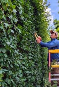 The crew does most of the hornbeam pruning by hand. Here is Pasang pruning the front face of the hedge behind my Winter House. Everyone uses Japanese Okatsune shears specially made for trimming hedges. The shears are user friendly, and come in a range of sizes. Notice the handles - they are short to allow access to tight areas.